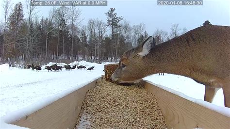 brownville food pantry for deer live|Trumps tax free overtime